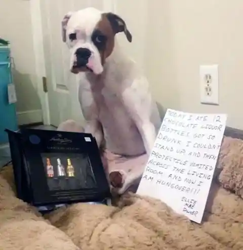 Man Vs. Pet Resulted in These Hilarious Signs