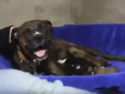 She Gave Birth To All Twelve Puppies