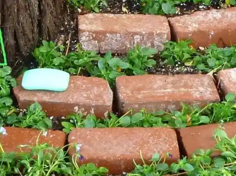 A Bar of Soap to Keep Pests Away