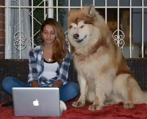 Funny Photos of Dogs That Are Not Aware How Big They Are