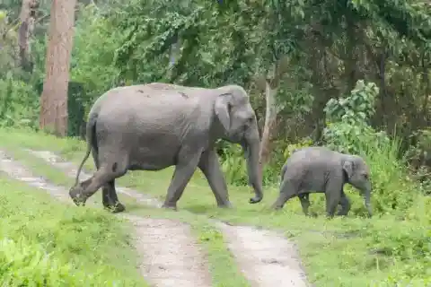 사랑스러운 거인들