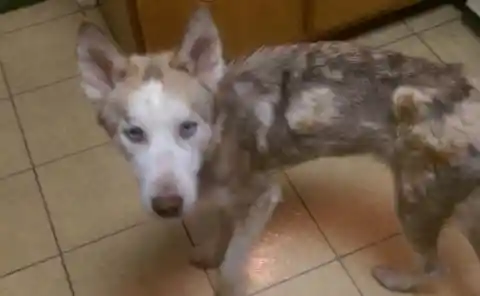 Heart Warming: Couple Takes In Starving Dog And See Him Transform - UNPUBLISHED