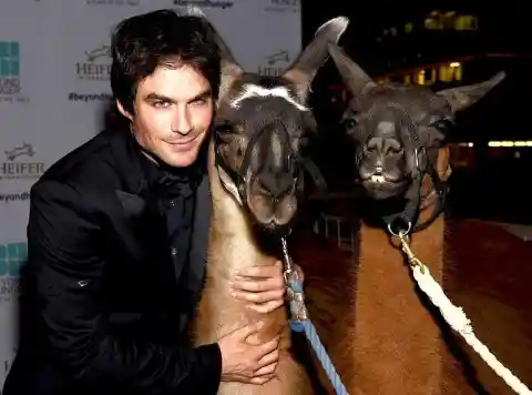 Ian Somerhalder