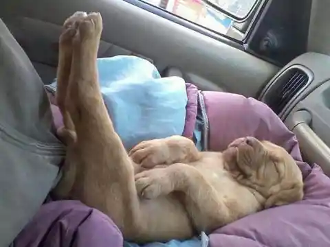 These Animals Find Solace Sleeping in Awkward Positions