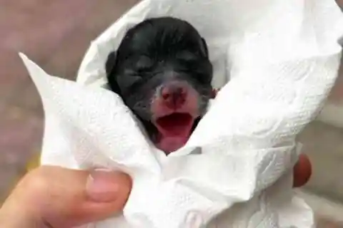 ローラは何かがおかしいと知っていた