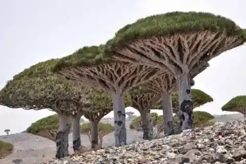 Socotra, Yemen