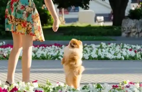 Greeting Owners On Their Hind Legs