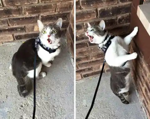 A Catty Reaction to Being Walked