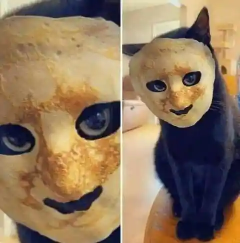 Pancake Cat