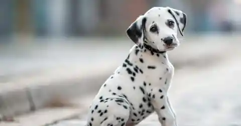 Dalmatian Challenges