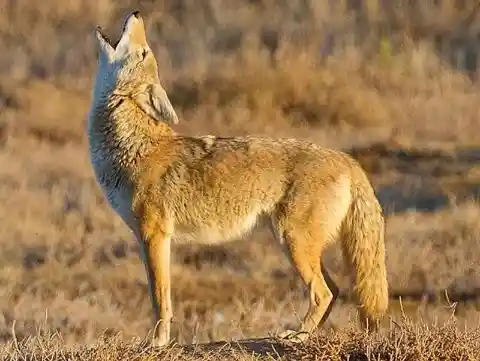 Cunning Coyotes Of Delaware