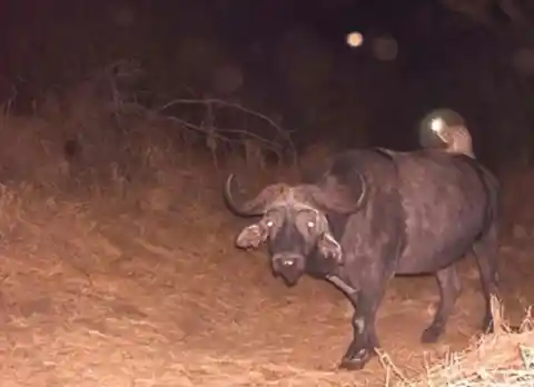 Just a Cat Riding a Buffalo