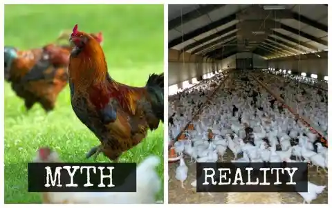 Do Free-Range Chickens Live Outside All the Time?