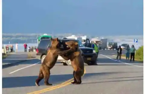 Where did this hardcore bear brawl actually happen?