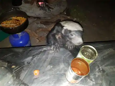 The Hungry Honey Badger