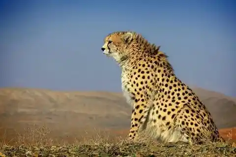 A Cheetah In Danger