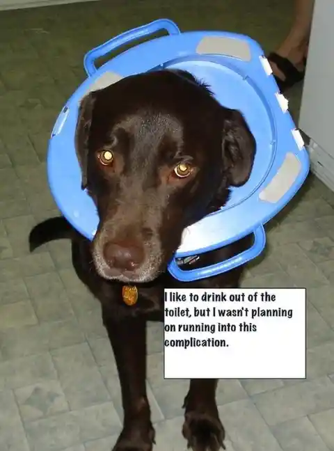 21 of the Funniest Pet Shaming Signs That Will Make you Laugh!