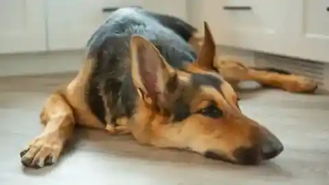 不機嫌な家族の一員