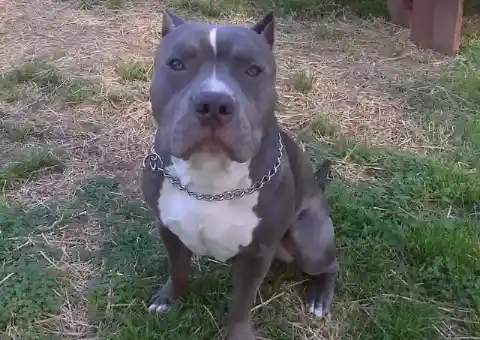 誤解された犬種