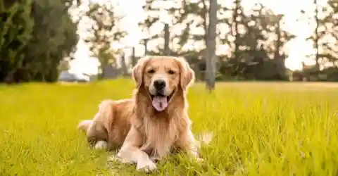 Max: More Than a Pet