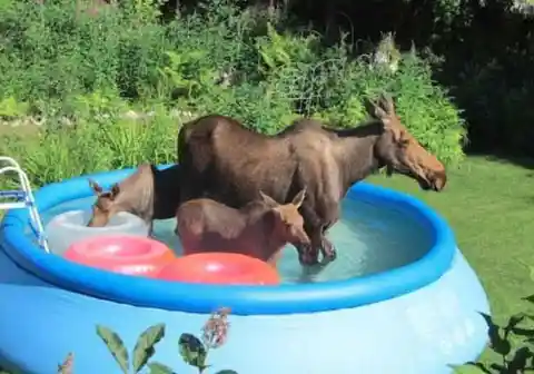 Where in the nation does this mama moose invade yards and pools alike?