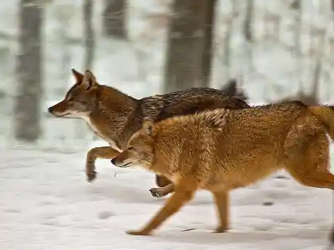 Coywolves