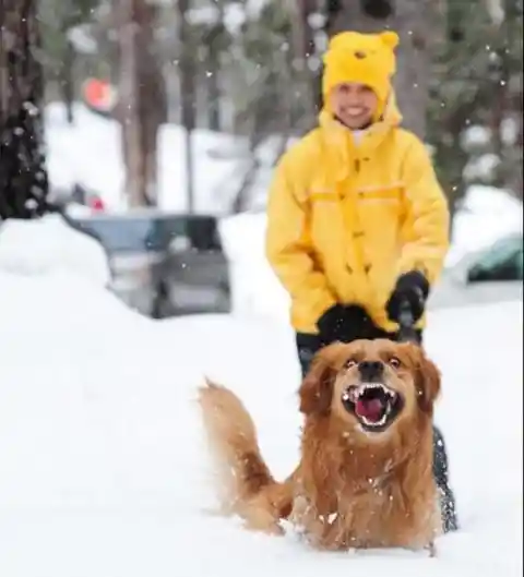 Fluff Keeps Diving in the Snow