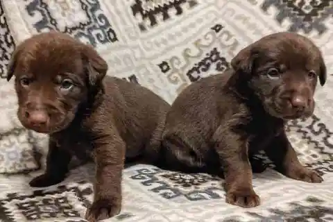 밝혀진 유전적 미스터리