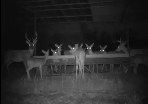 Giant Deer Banquet