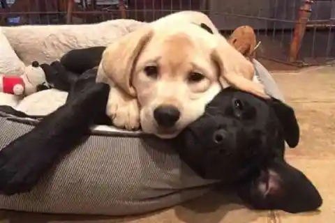 롤라는 모든 아이를 사랑했다