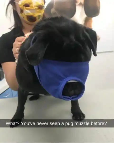 Pug Muzzle