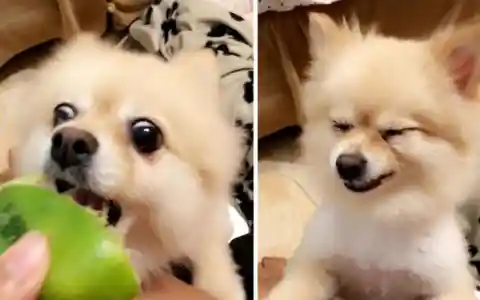 Pup Regrets Eating Lime