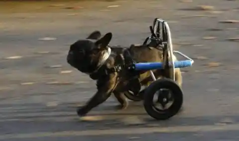 Disabled Dog Discovers Running