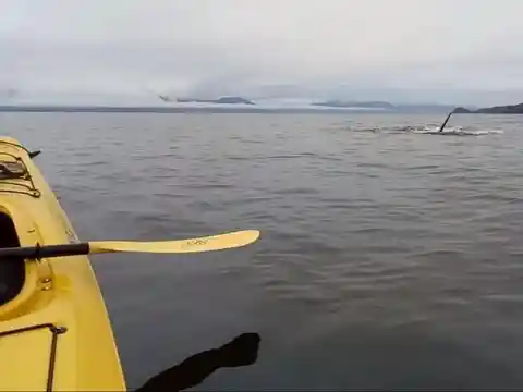 Chased By Killer Whales