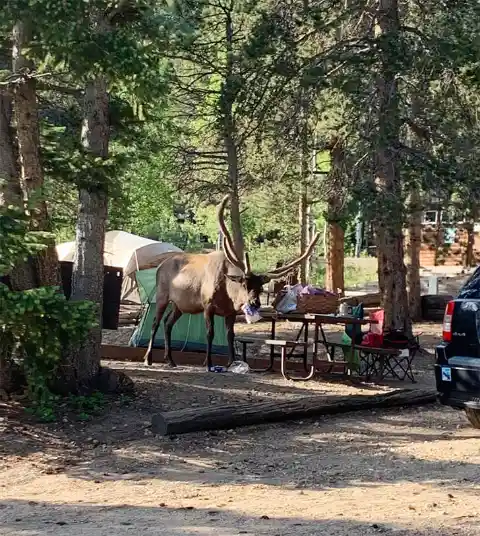 Deer Experiencing Nature’s Takeout