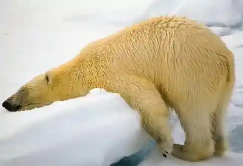 ホッキョクグマの氷上の休息