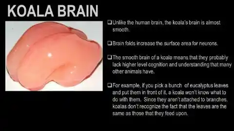 Koala’s Brain