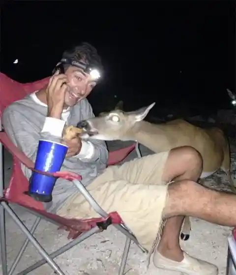 When a Camper’s Hotdog Becomes Deer Delight