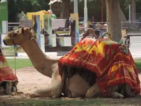 ¿Parque de camellos aquí?