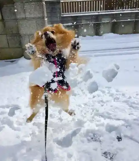 雪遊びに夢中なリード付きの子犬