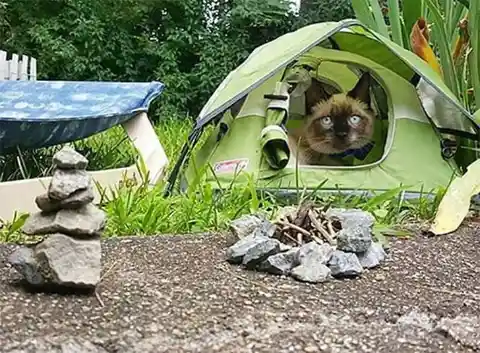 The Feline Adventurer’s Tale