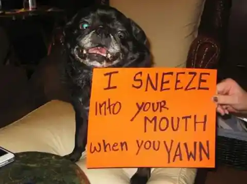 21 of the Funniest Pet Shaming Signs That Will Make you Laugh!