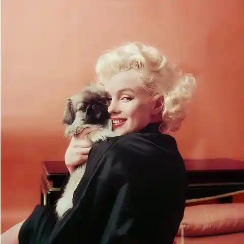 1955 Photoshoot With Marilyn And Cute Pup