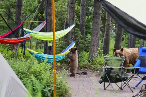 Cubs Learning to Live It Up