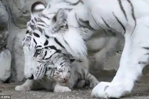 子トラたちはすぐに彼になついた