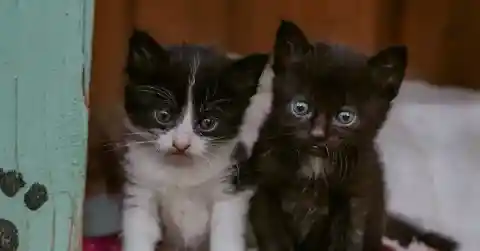 小さな天使たち