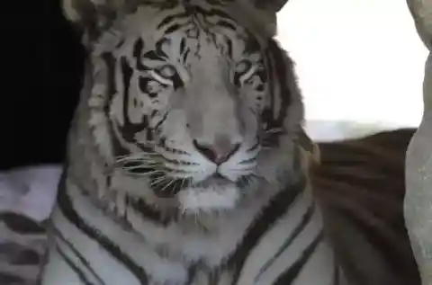 ブランカの姿は見えず